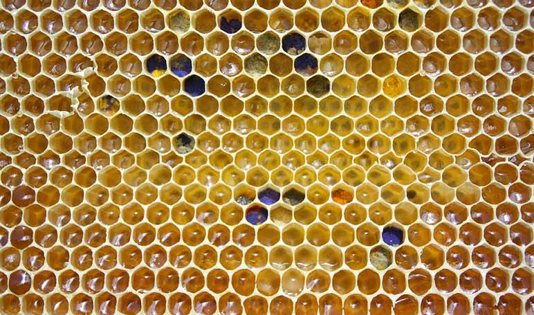 Manos suaves con cera de abeja