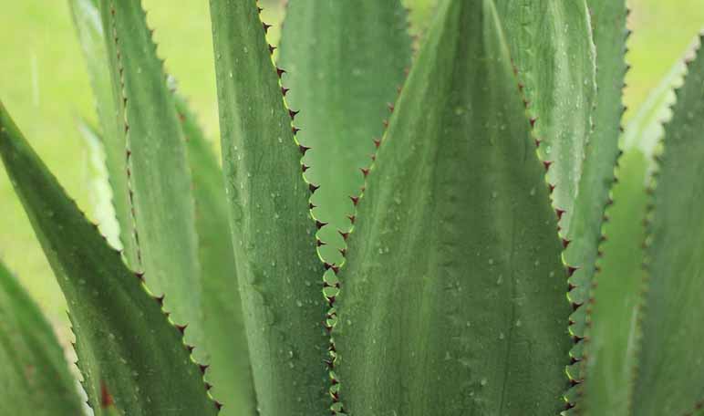 Aloe vera: un remedio natural para la pitiriasis versicolor 