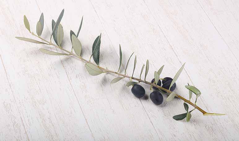Cómo hidratar la piel con aceite de oliva - Trucos de belleza caseros